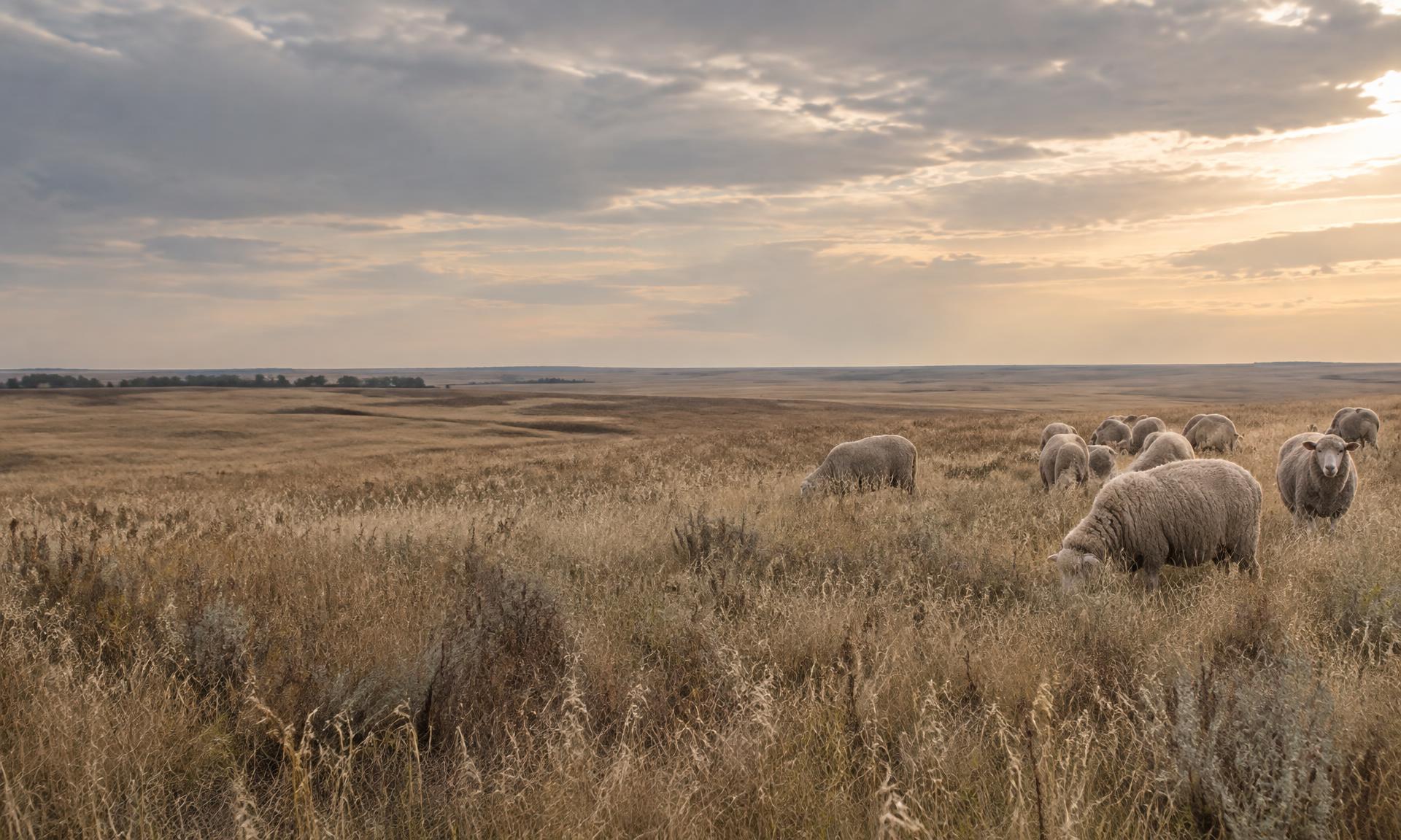 A flock grazing in the open Saskatchewan prairie